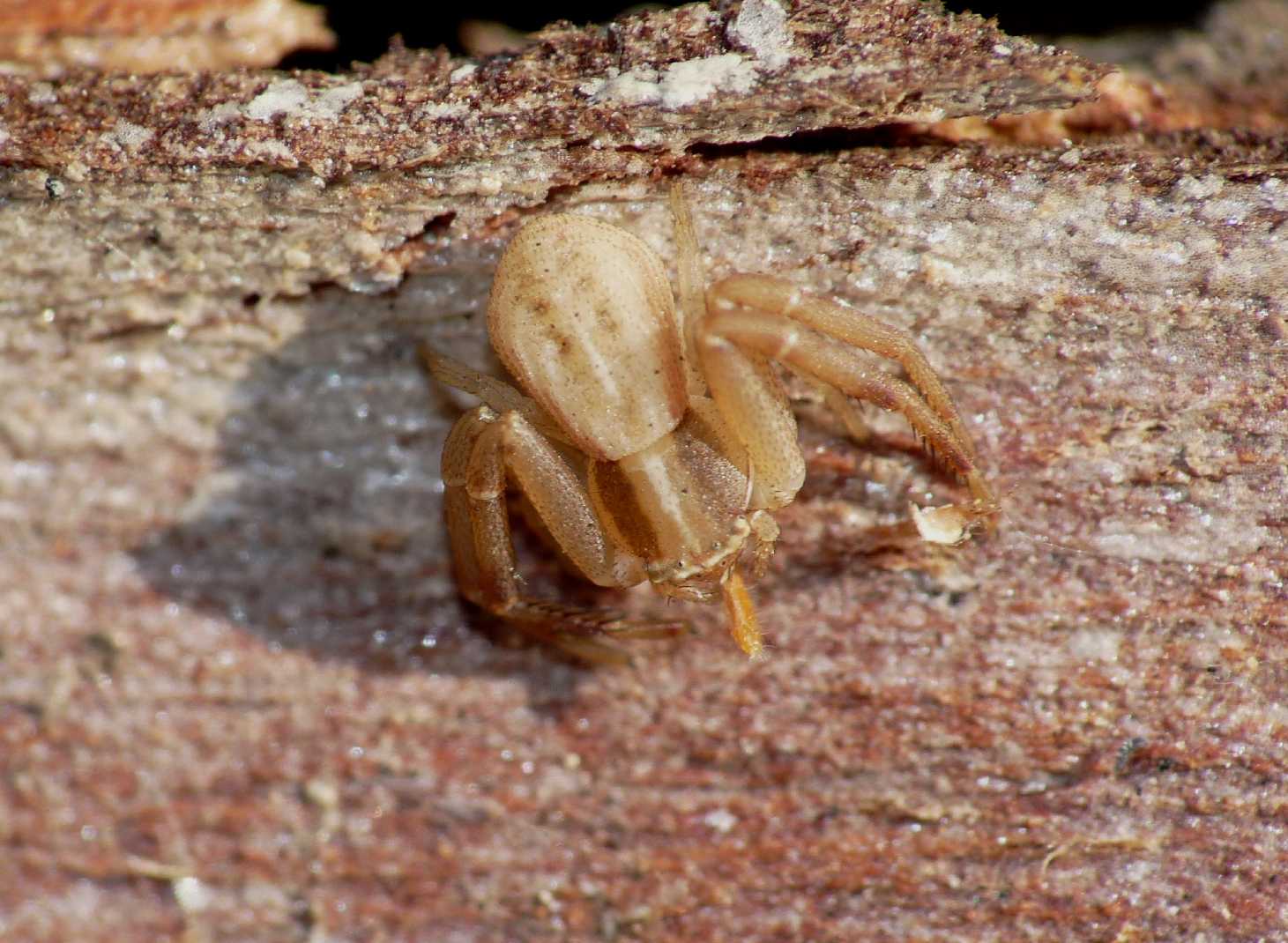 Tempi magri (Runcinia grammica con collembolo)